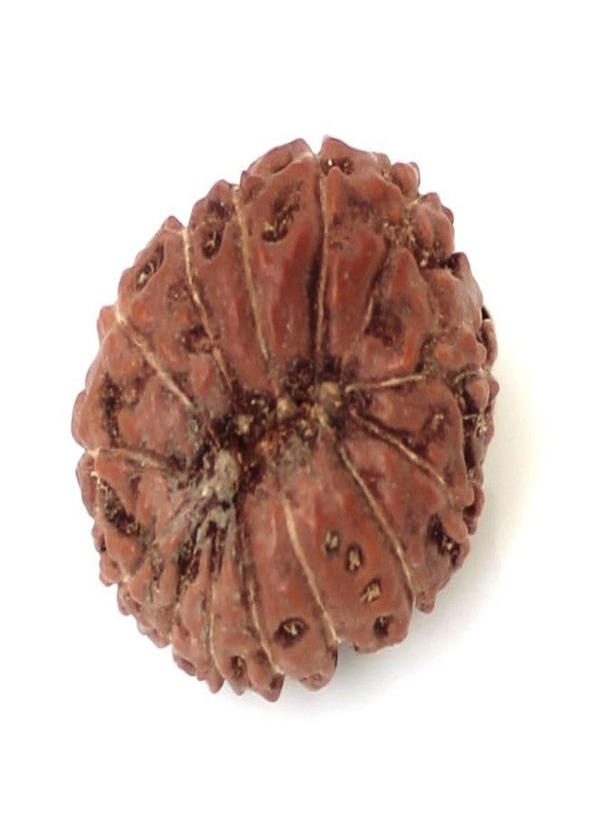 IRIS GEMS 14 Mukhi Rudraksha Indonesia Original Certified Natural 14 Mukhi Java Rudraksha with Pendant Or Laal Dori Fourteen Mukhi Rudraksha Brown Bead 14 मुखी रुद्राक्ष ओरिजिनल सर्टिफाइड by IRIS GEMS - Image 2