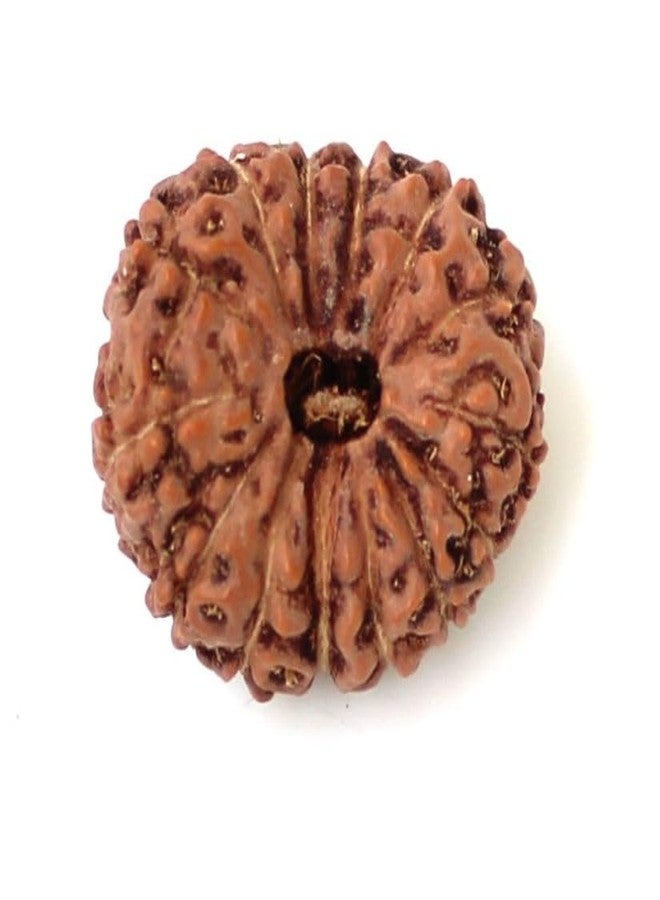 IRIS GEMS 14 Mukhi Rudraksha Indonesia Original Certified Natural 14 Mukhi Java Rudraksha with Pendant Or Laal Dori Fourteen Mukhi Rudraksha Brown Bead 14 मुखी रुद्राक्ष ओरिजिनल सर्टिफाइड by IRIS GEMS - Image 3