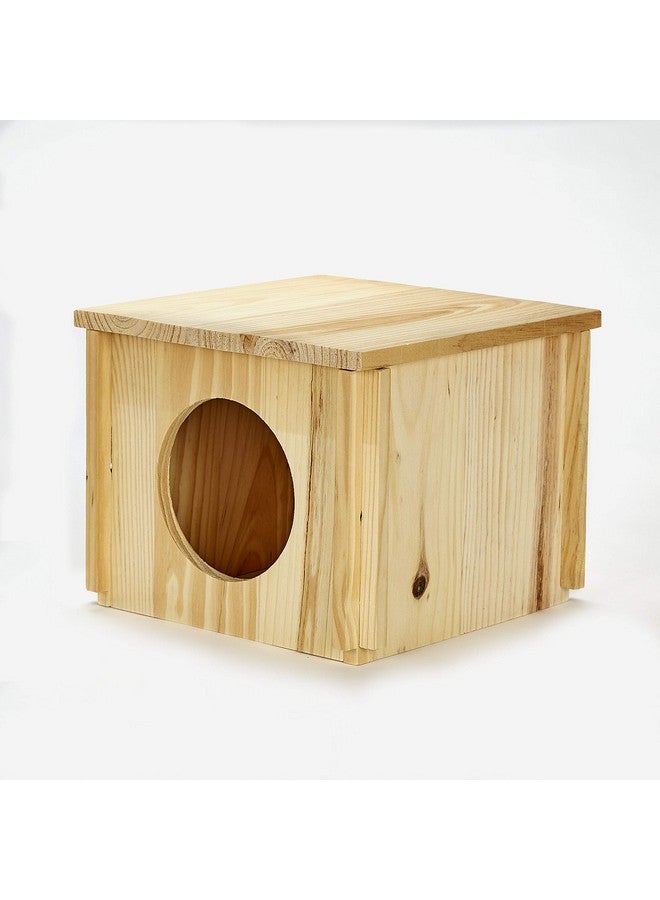 كايتي كوخ كايتي شينشيلا - Image 5