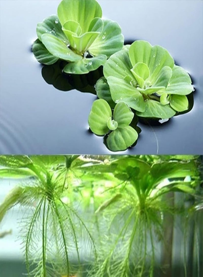 GGOOT Flower Seeds for Planting 100Pcs Water Lotus Seeds Perennial Flower Seeds Prolific Decorative Easy to Grow Lotus Seedlings Gardening Supplies Green  - Image 3