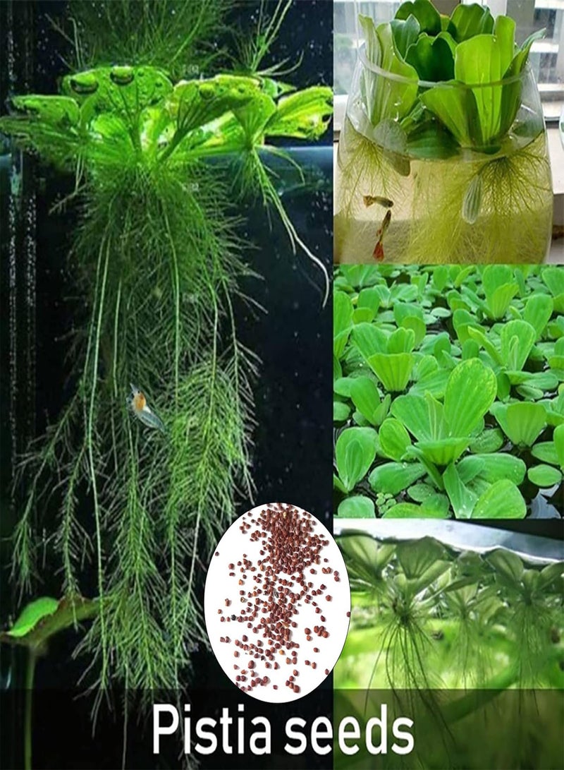 GGOOT Flower Seeds for Planting 100Pcs Water Lotus Seeds Perennial Flower Seeds Prolific Decorative Easy to Grow Lotus Seedlings Gardening Supplies Green  - Image 2