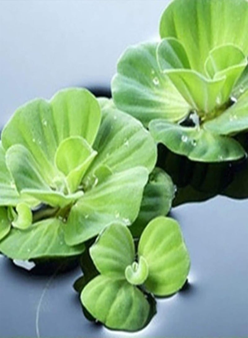 GGOOT Flower Seeds for Planting 100Pcs Water Lotus Seeds Perennial Flower Seeds Prolific Decorative Easy to Grow Lotus Seedlings Gardening Supplies Green  - Image 5