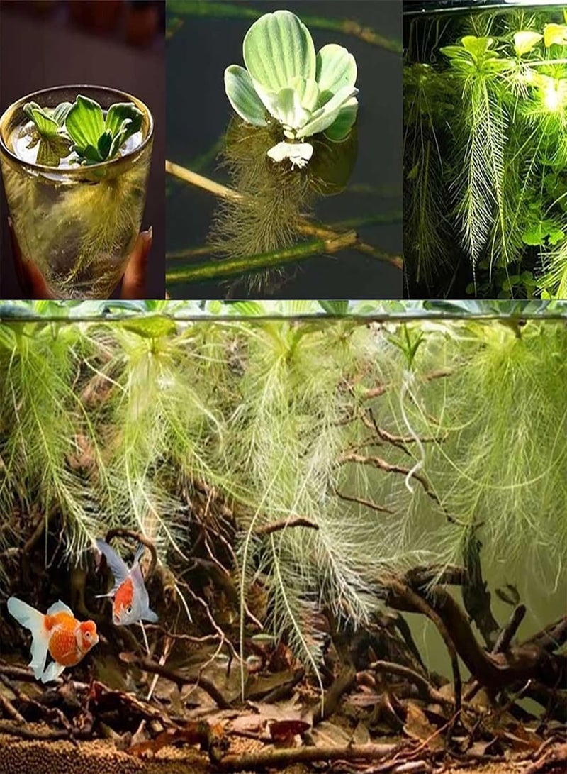 GGOOT Flower Seeds for Planting 100Pcs Water Lotus Seeds Perennial Flower Seeds Prolific Decorative Easy to Grow Lotus Seedlings Gardening Supplies Green  - Image 1