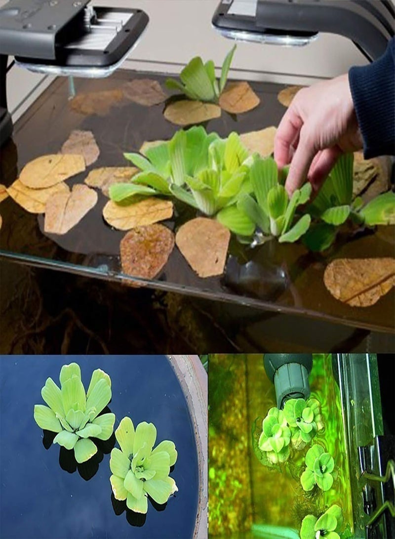 GGOOT Flower Seeds for Planting 100Pcs Water Lotus Seeds Perennial Flower Seeds Prolific Decorative Easy to Grow Lotus Seedlings Gardening Supplies Green  - Image 4
