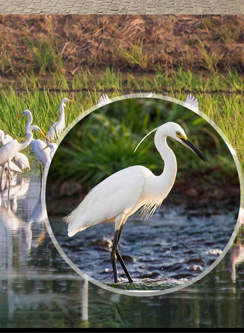 20X50 Zoom Binoculars, Portable Binoculars for Concert, Bird Observing, Travel HD Optics and more - Image 2