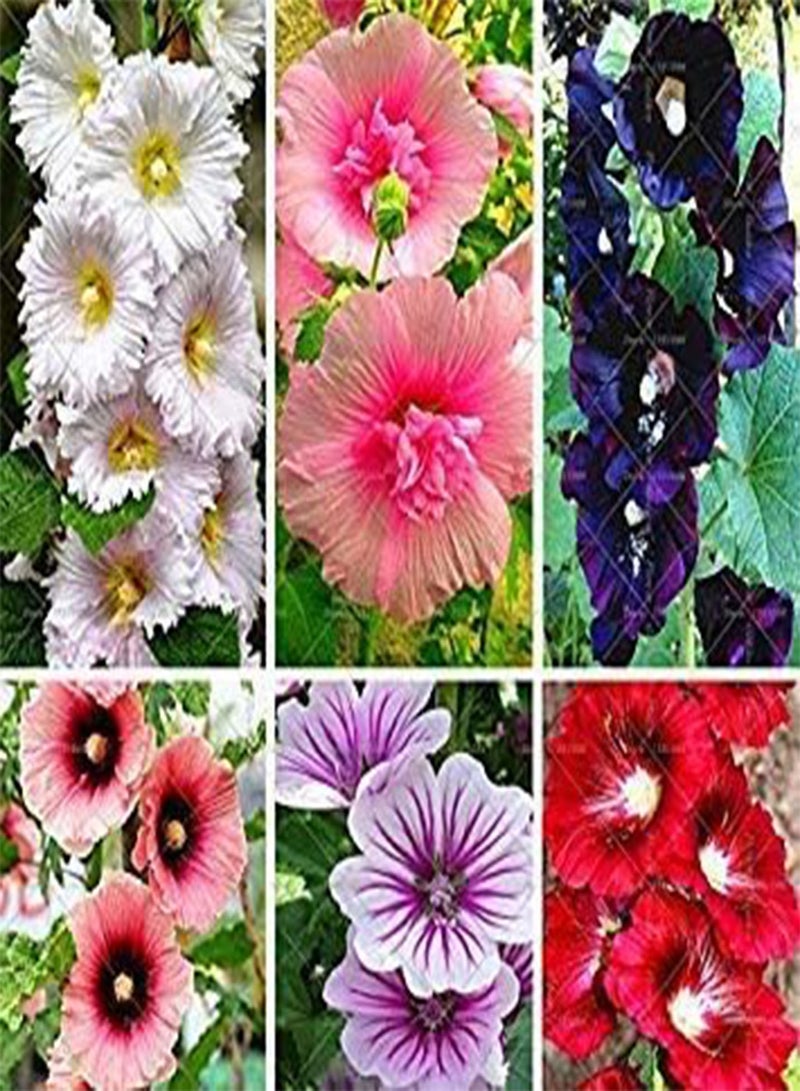 GGOOT . Flower seeds: Hollyhocks Powderpuff Dbl Mix Suitable for Grow Bags/Pots/Containers Garden [Home Garden seeds Eco Pack] Plant seeds