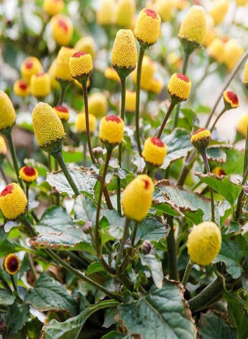 جي جوت نبات ألم الأسنان - 400 بذرة - Spilanthes Oleracea - عشبة زهرية معمرة - Image 1