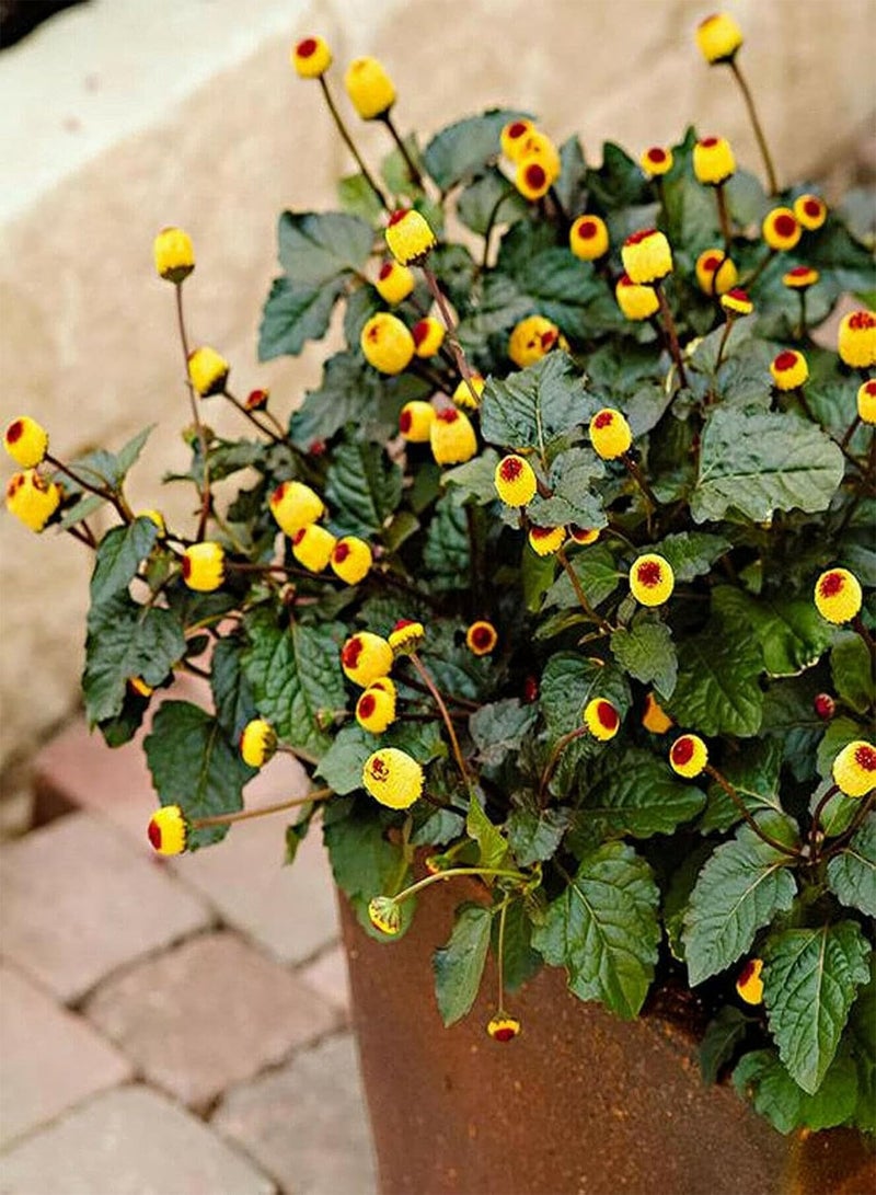 جي جوت نبات ألم الأسنان - 400 بذرة - Spilanthes Oleracea - عشبة زهرية معمرة - Image 2