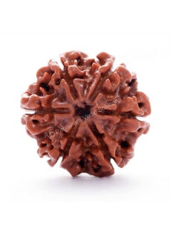 ARKAM Six Mukhi Rudraksha Certified/Original Nepali 6 Mukhi Rudraksh/Natural 6 faced Rudraksha (Brown) with Certificate and Puja Instructions