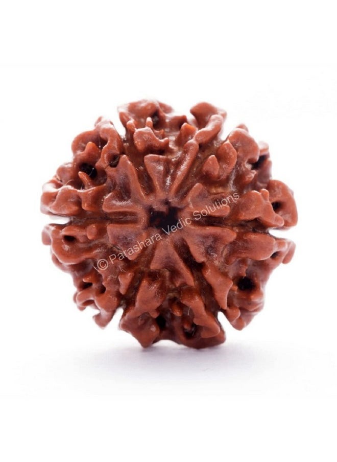 Arkam - ARKAM Six Mukhi Rudraksha Certified/Original Nepali 6 Mukhi Rudraksh/Natural 6 faced Rudraksha (Brown) with Certificate and Puja Instructions - Image 1