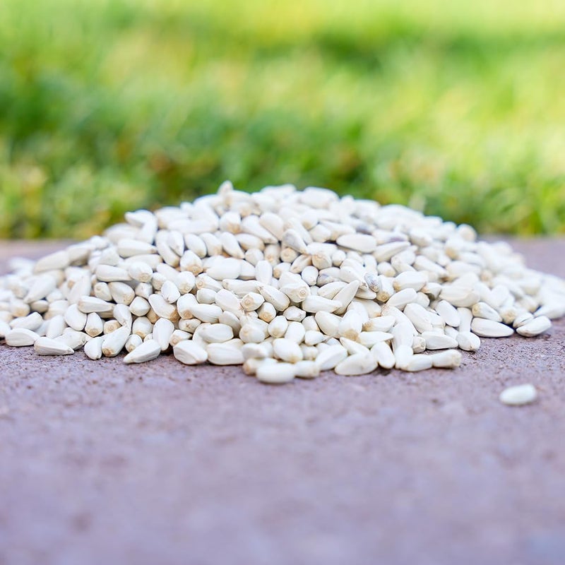 Desert Valley Safflower Seed, All Natural, Non-GMO Premium Wild Bird Food for Cardinals, Jays, Doves and More (10 Pounds) - Image 2