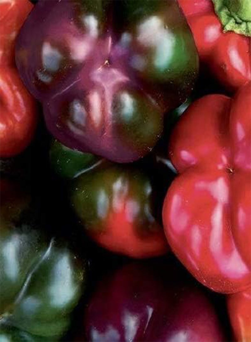 GGOOT Seed of Purple Pepper F1 Cardinal