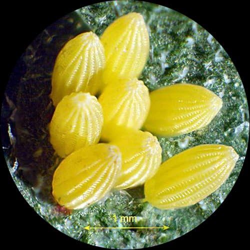 AmScope Sharp Forward Stereo Microscope 10X30X  - Image 3