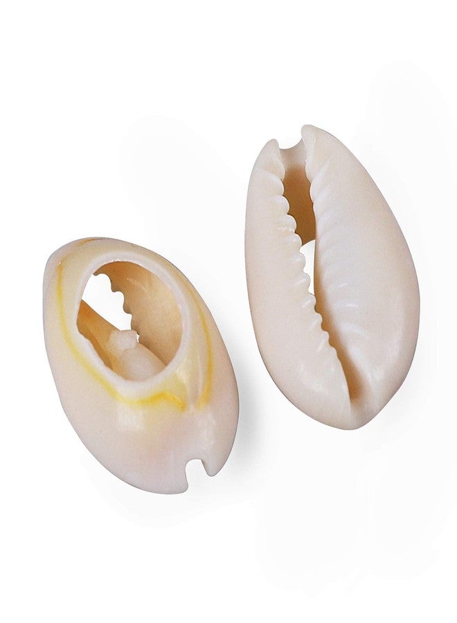 PPCLION 150 PCS White 0.63"-0.71" Natural Strong Cowrie Shell Beads Smooth Cut Oval Seashells, Beach Seashells with Big Hole for DIY Craft Jewelry Making, Adorning Hair Locks and Braids - Image 2