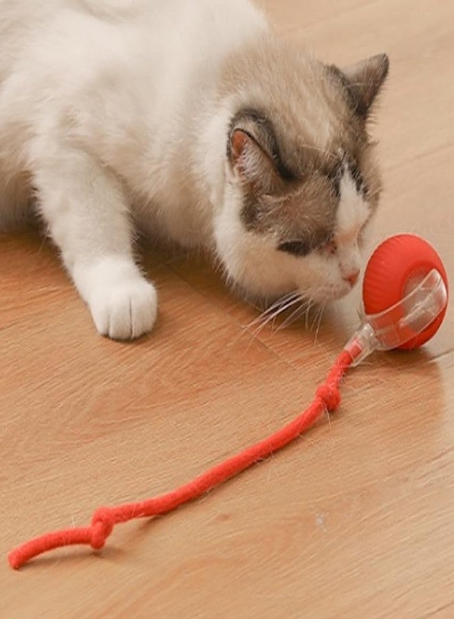 Cat and Small Dog Toy Ball with Tail Rope, Red - Image 1