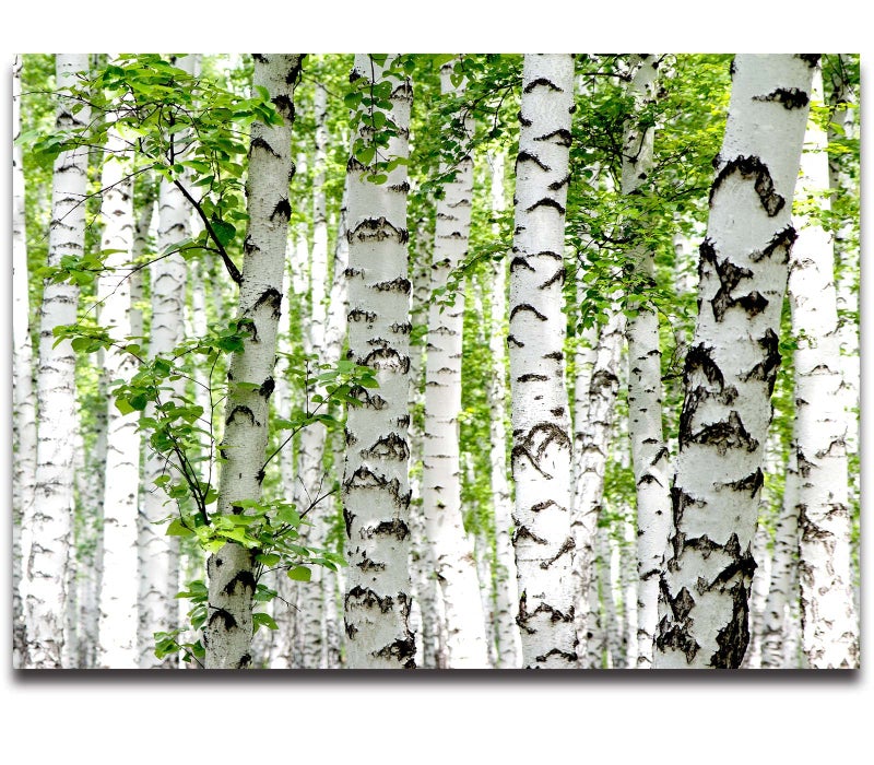 Cliouar-Photo Wallpaper Birch Forest Landscape Trees Poster Nature Lovers Green Forest Bedroom Decoration Mural 158"x110"(Not Self-Adhesive) - Image 3