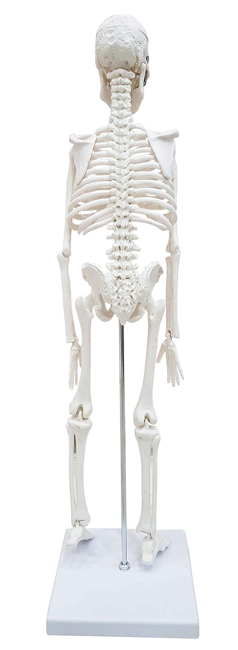 ZX Polyvinyl Chloride Teachingnest | Desktop Skeleton 45Cm | Pvc | Anatomical Model, Multicolor - Image 4