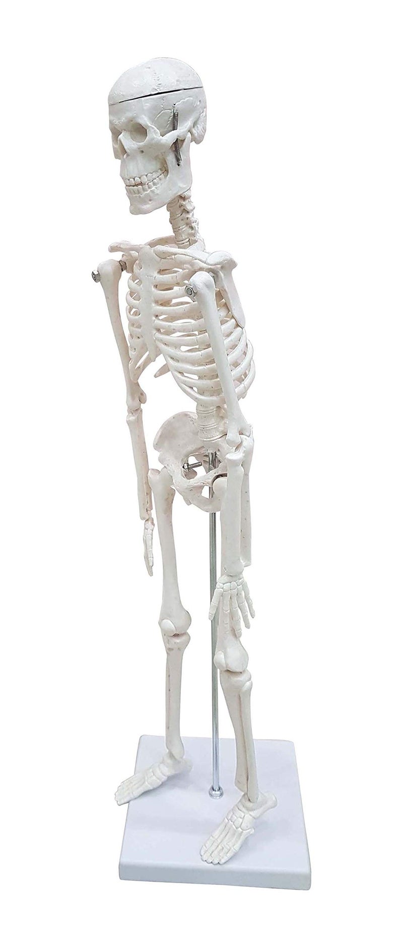 ZX Polyvinyl Chloride Teachingnest | Desktop Skeleton 45Cm | Pvc | Anatomical Model, Multicolor - Image 5