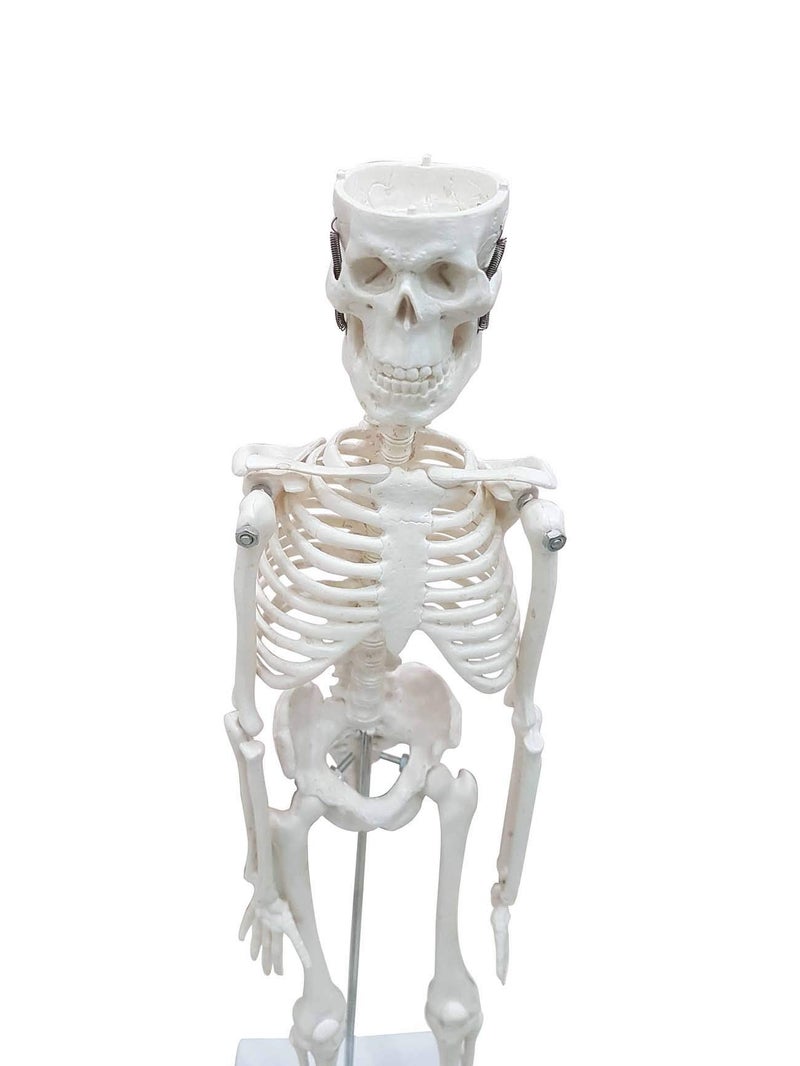 ZX Polyvinyl Chloride Teachingnest | Desktop Skeleton 45Cm | Pvc | Anatomical Model, Multicolor - Image 2