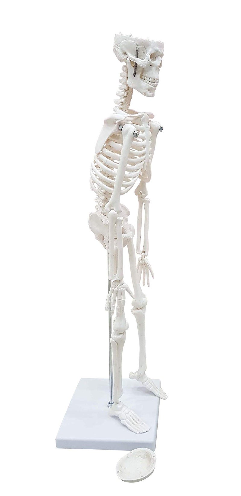 ZX Polyvinyl Chloride Teachingnest | Desktop Skeleton 45Cm | Pvc | Anatomical Model, Multicolor - Image 3