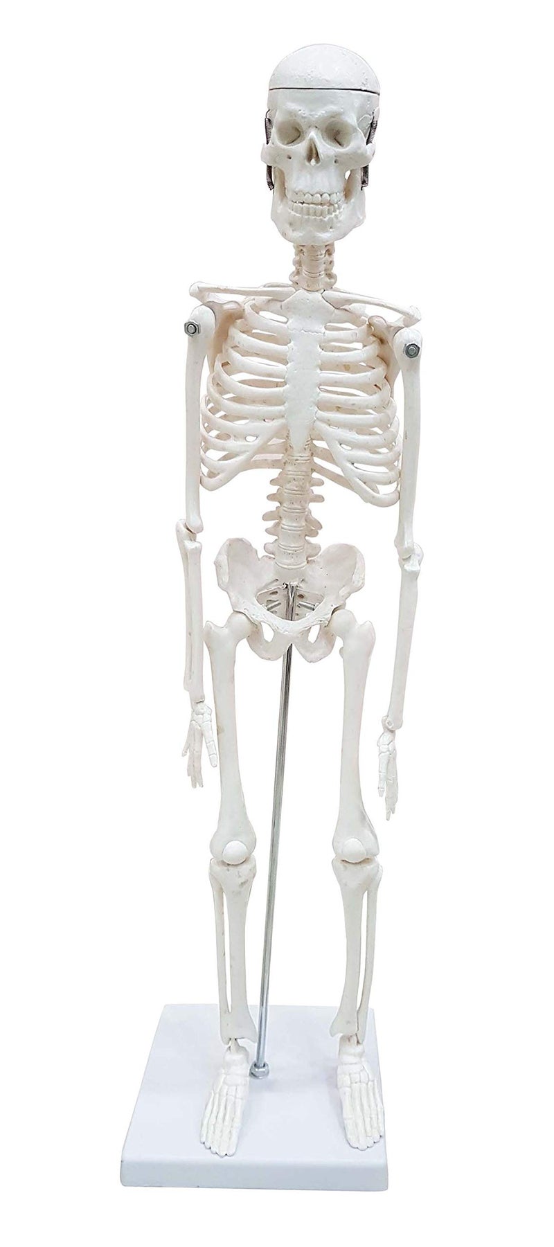 ZX Polyvinyl Chloride Teachingnest | Desktop Skeleton 45Cm | Pvc | Anatomical Model, Multicolor - Image 1