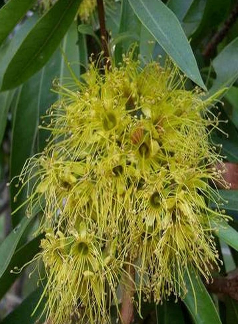 GGOOT Seeds 20Pcs/Bag Syzygium Jambos Seeds Natural Edible Flowering Nutritious Prolific Fruit Seedlings for Outdoor Plant Seeds for Courtyard - Image 5