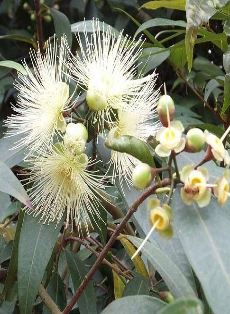 GGOOT Seeds 20Pcs/Bag Syzygium Jambos Seeds Natural Edible Flowering Nutritious Prolific Fruit Seedlings for Outdoor Plant Seeds for Courtyard - Image 3