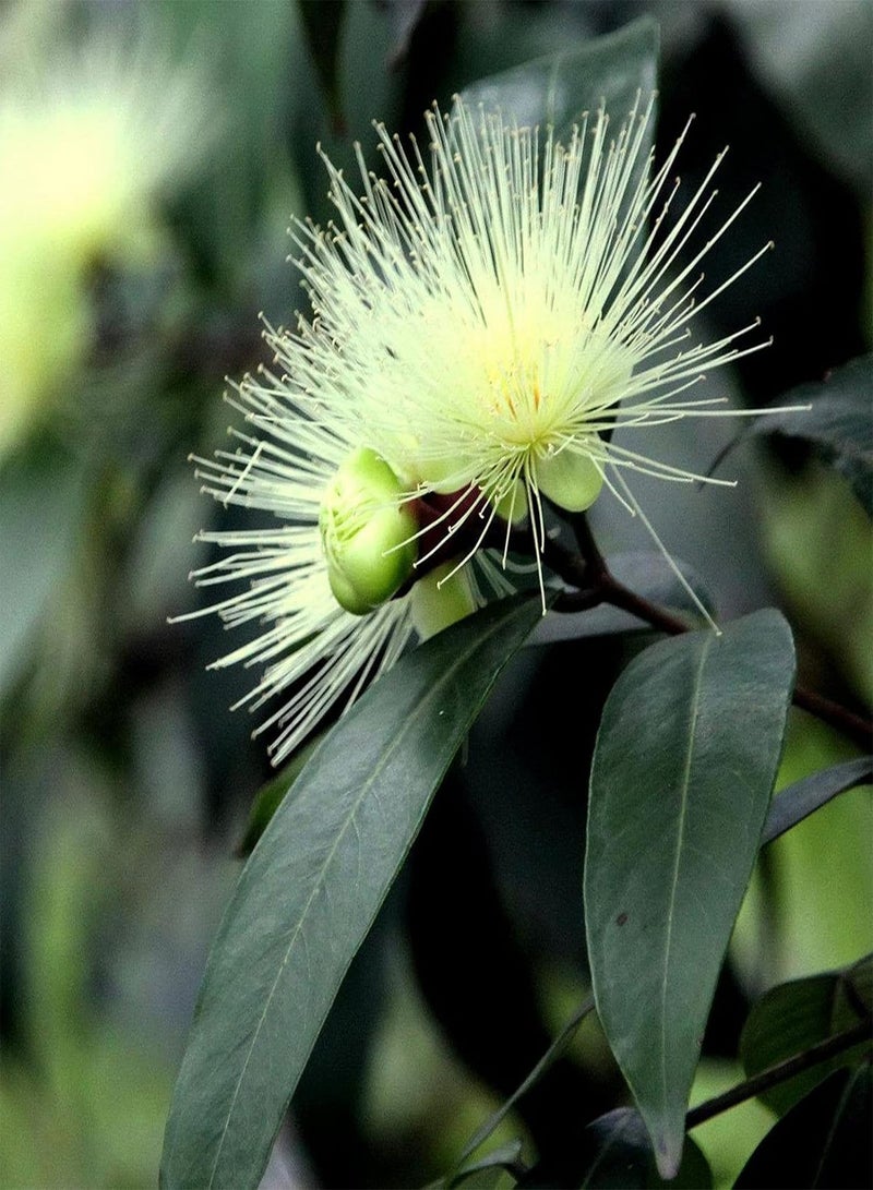 GGOOT Seeds 20Pcs/Bag Syzygium Jambos Seeds Natural Edible Flowering Nutritious Prolific Fruit Seedlings for Outdoor Plant Seeds for Courtyard - Image 1