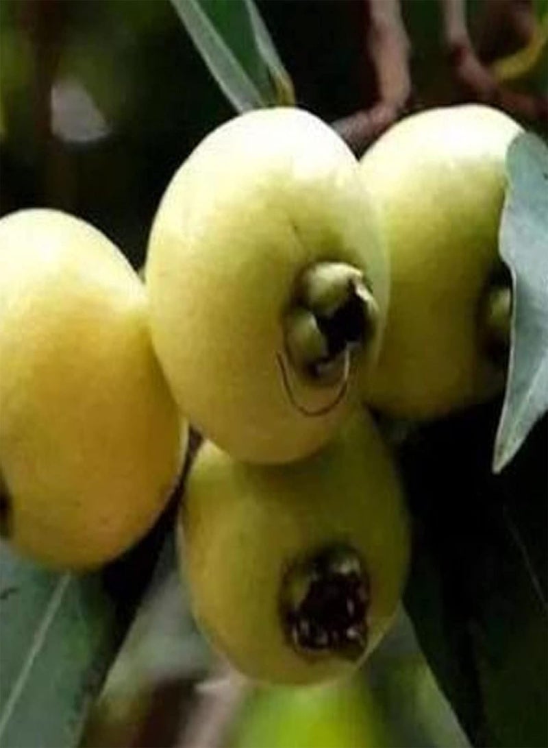 GGOOT Seeds 20Pcs/Bag Syzygium Jambos Seeds Natural Edible Flowering Nutritious Prolific Fruit Seedlings for Outdoor Plant Seeds for Courtyard - Image 4