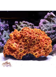 Polyresin Coral Ornaments, Aquarium Coral Decor for Fish Tank Aquarium Decoration