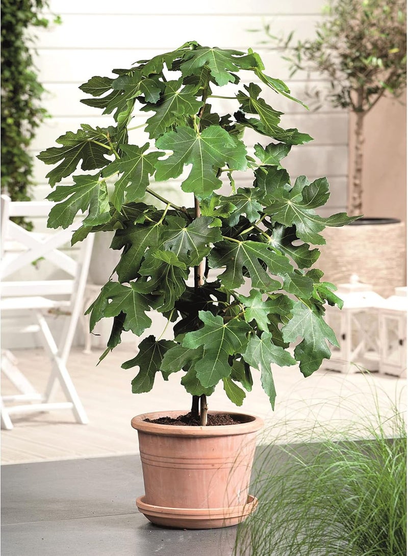 GGOOT Fig Bush Brown Turkey, Ficus carica, Delicious Soft Fruit, Ideal for Containers, 1 x 3 Litre Potted Plant by seeds - Image 1