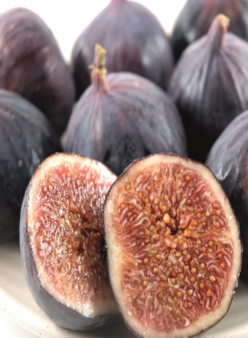 GGOOT Fig Bush Brown Turkey, Ficus carica, Delicious Soft Fruit, Ideal for Containers, 1 x 3 Litre Potted Plant by seeds - Image 2