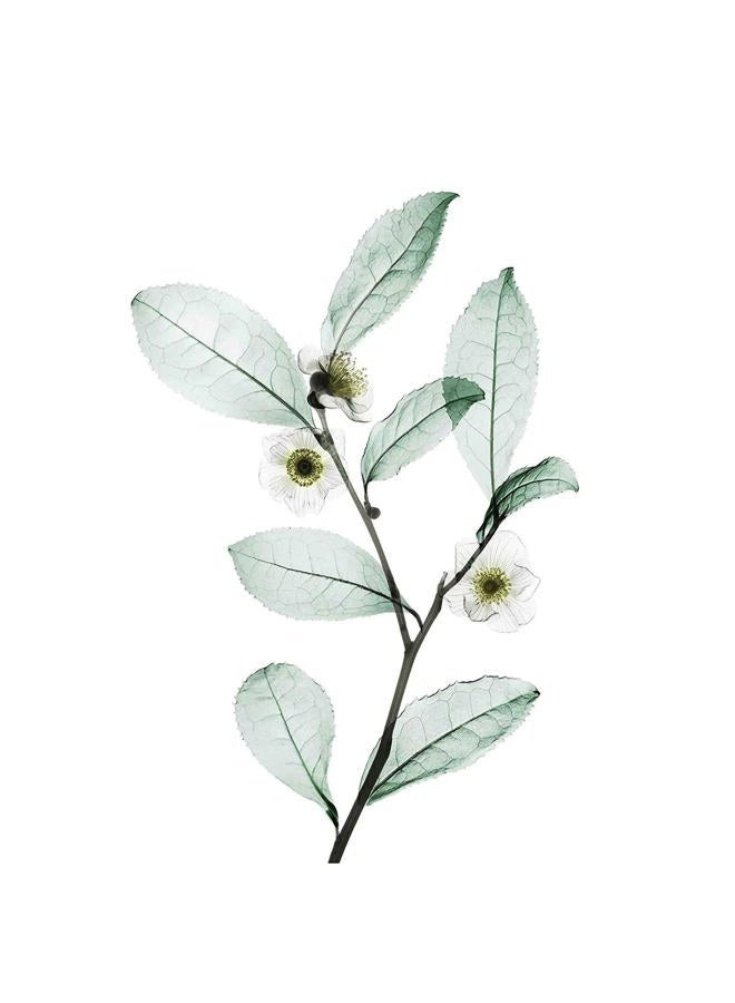 Nexxus DIAMETRESS Volumizing Shampoo 13.50 oz (Pack of 2) - Image 3