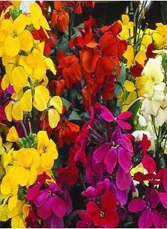 WallFlower Fair Lady Mixed Approx. 150 Seeds Biennial, Bedding Plant