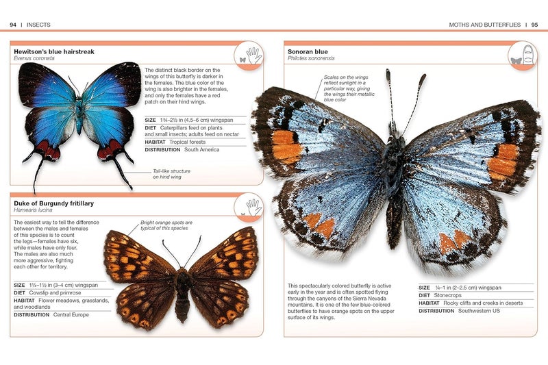 Pocket GeniUS: Bugs: Facts At Your Fingertips - Image 4