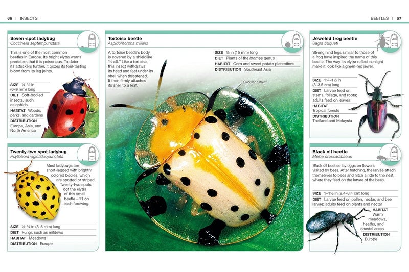 Pocket GeniUS: Bugs: Facts At Your Fingertips - Image 3