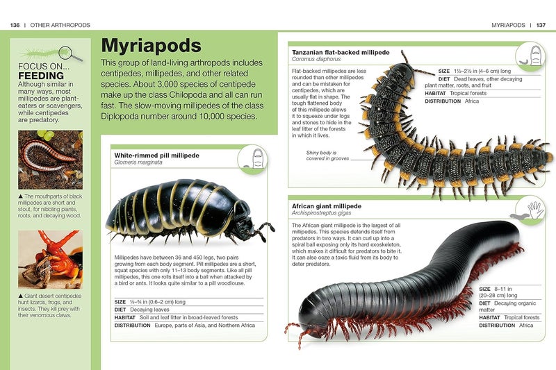 Pocket GeniUS: Bugs: Facts At Your Fingertips - Image 5