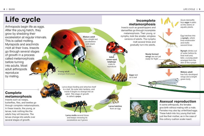 Pocket GeniUS: Bugs: Facts At Your Fingertips - Image 2