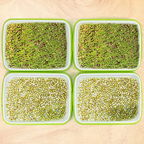 SDLDEER Seed Sprouting Tray, Microgreens Growing Trays Big Capacity Sprouts Growing Kit Soil-Free Sprouter Tray for Sprouting Seeds, Beans, Wheatgrass (Green-3) - Image 5
