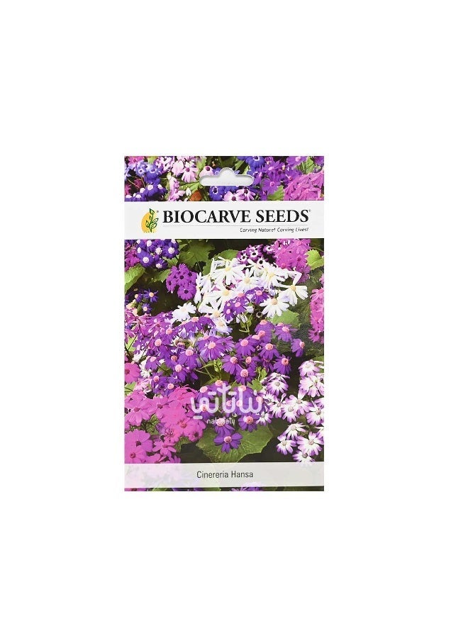 BIOCARVE SEEDS cineraria hansa seeds - Image 1