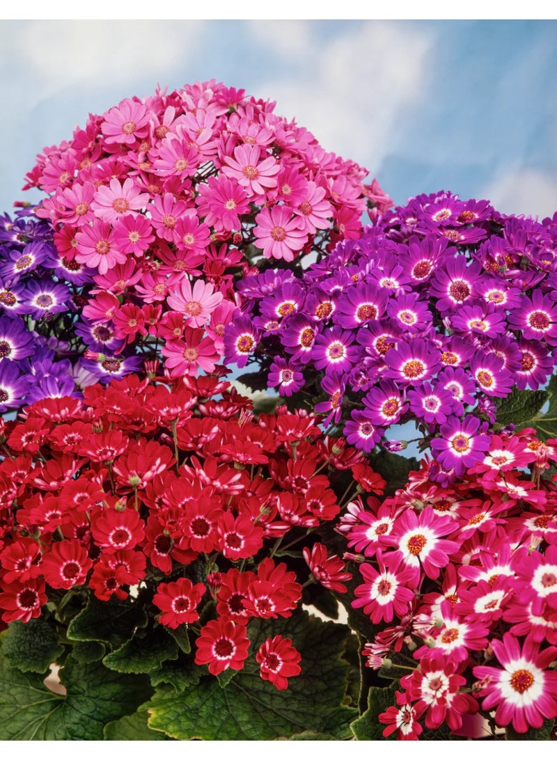 BIOCARVE SEEDS cineraria hansa seeds - Image 3