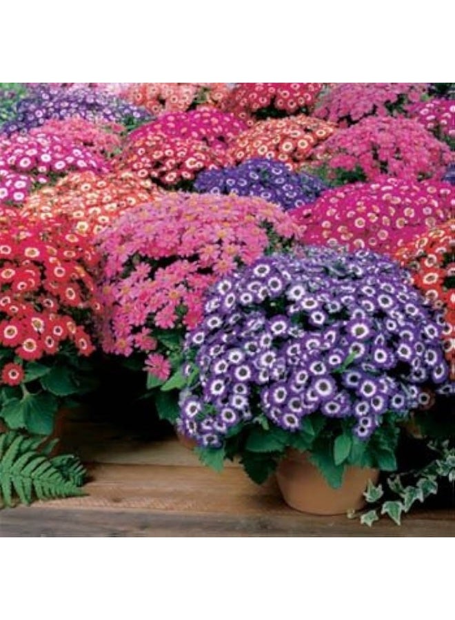 BIOCARVE SEEDS cineraria hansa seeds - Image 4