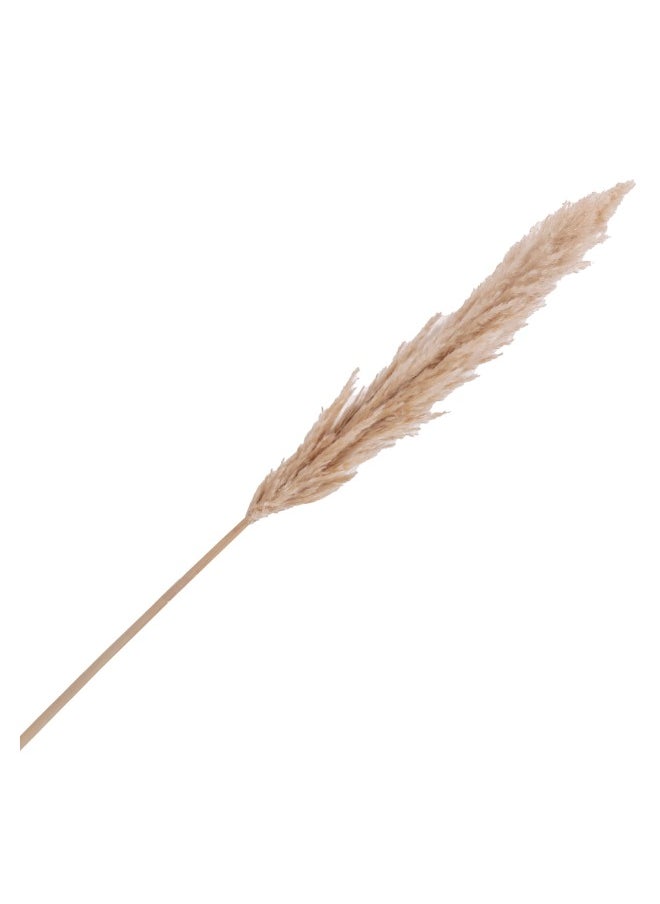 Gulf Flowers Gulf Flowers Pampas Grass Décor –  Natural Dried Pampas Grass for Flower  Arrangement Home Office Room Boho Table Living Room Décor 