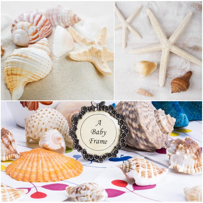 Fangoo 1.5 LB Mixed Sea Shells, 130+ PCS Beach Seashells Starfish Oyster Shells Various Sizes Ocean Seashells for Fish Tank Vase Fillers Beach Theme Party Wedding Decor DIY Crafts Home Decorations - Image 4