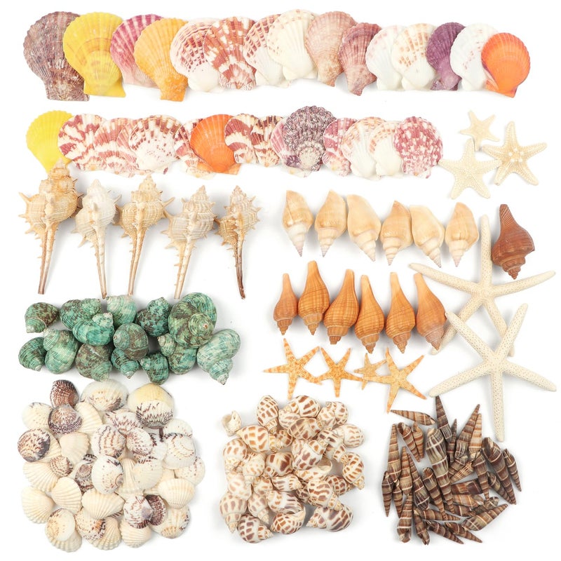 Fangoo 1.5 LB Mixed Sea Shells, 130+ PCS Beach Seashells Starfish Oyster Shells Various Sizes Ocean Seashells for Fish Tank Vase Fillers Beach Theme Party Wedding Decor DIY Crafts Home Decorations - Image 3