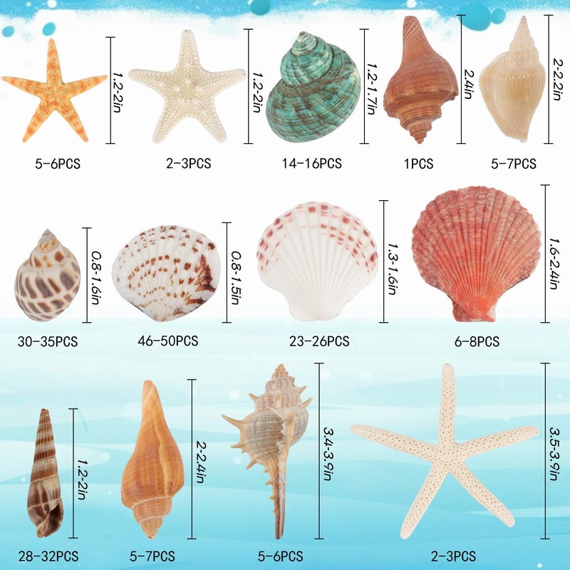 Fangoo 1.5 LB Mixed Sea Shells, 130+ PCS Beach Seashells Starfish Oyster Shells Various Sizes Ocean Seashells for Fish Tank Vase Fillers Beach Theme Party Wedding Decor DIY Crafts Home Decorations - Image 2