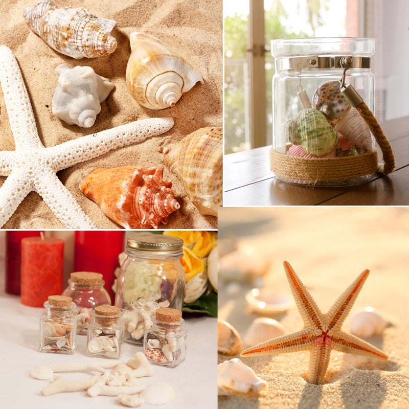 Fangoo 1.5 LB Mixed Sea Shells, 130+ PCS Beach Seashells Starfish Oyster Shells Various Sizes Ocean Seashells for Fish Tank Vase Fillers Beach Theme Party Wedding Decor DIY Crafts Home Decorations - Image 5