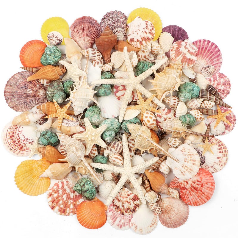 Fangoo 1.5 LB Mixed Sea Shells, 130+ PCS Beach Seashells Starfish Oyster Shells Various Sizes Ocean Seashells for Fish Tank Vase Fillers Beach Theme Party Wedding Decor DIY Crafts Home Decorations - Image 1