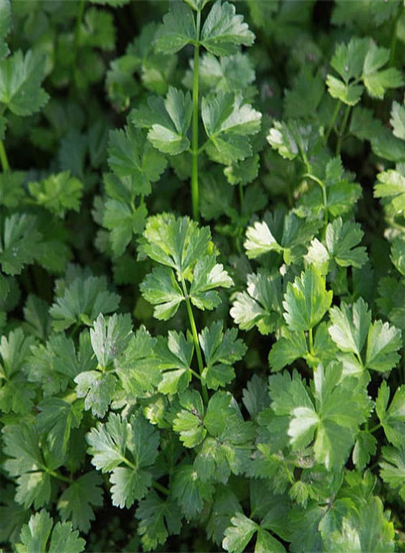 GGOOT 200Pcs Coriander Seeds Annual Ornamental Herb Blooming White Flowers Decorate The Garden Has Ornamental Value and Economic Value - Image 2