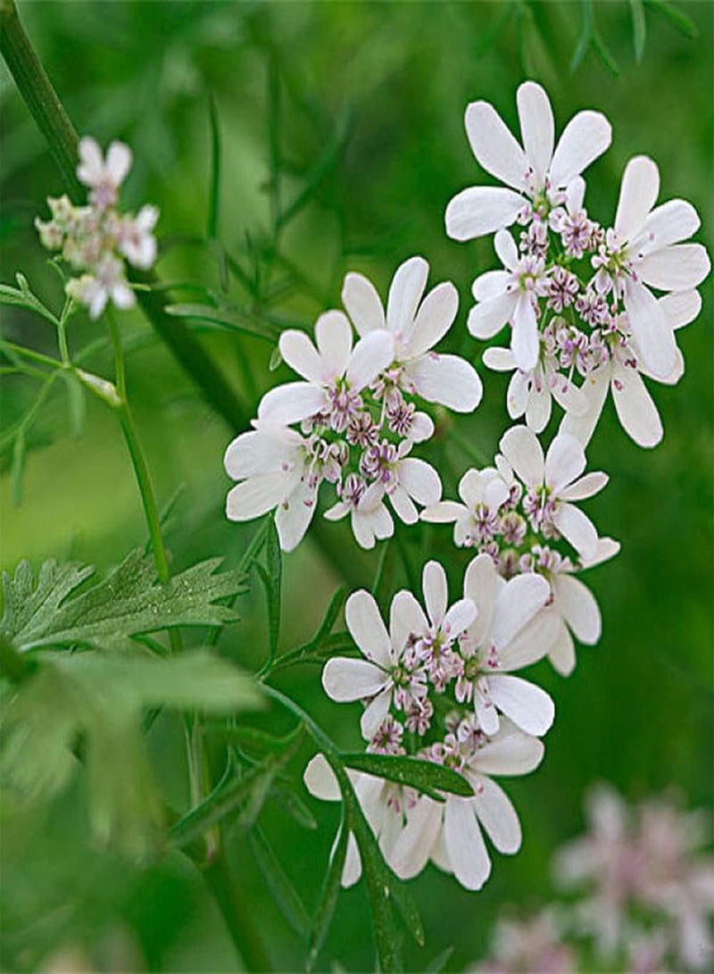 GGOOT 200Pcs Coriander Seeds Annual Ornamental Herb Blooming White Flowers Decorate The Garden Has Ornamental Value and Economic Value - Image 1